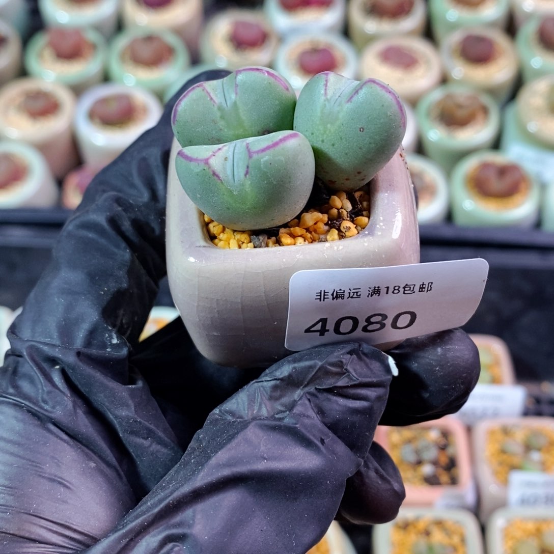 4080--一物一拍 带盆