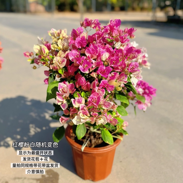 漳州红樱·c带花粉白变色四季开花三角梅