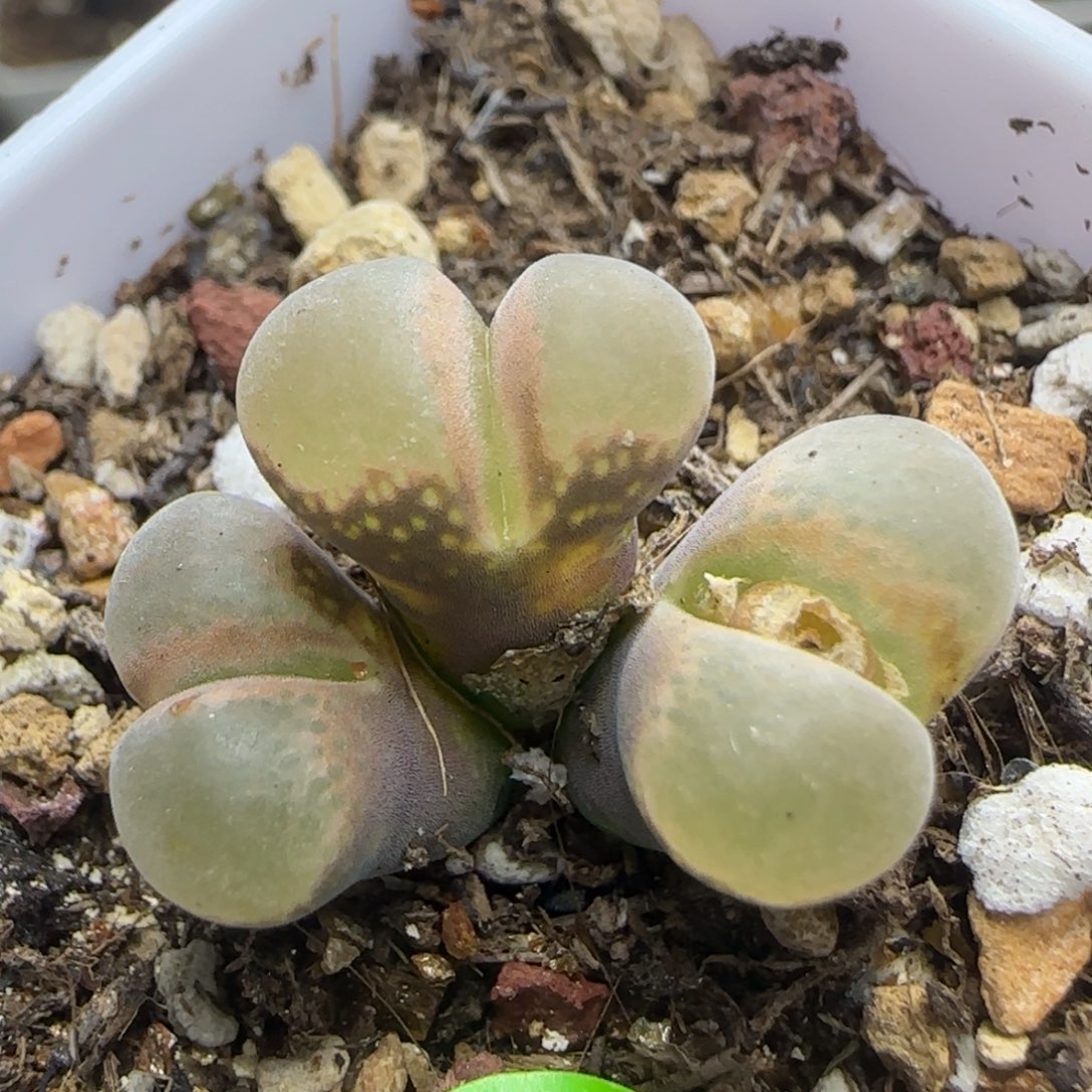 漂漂亮亮多肉植物873