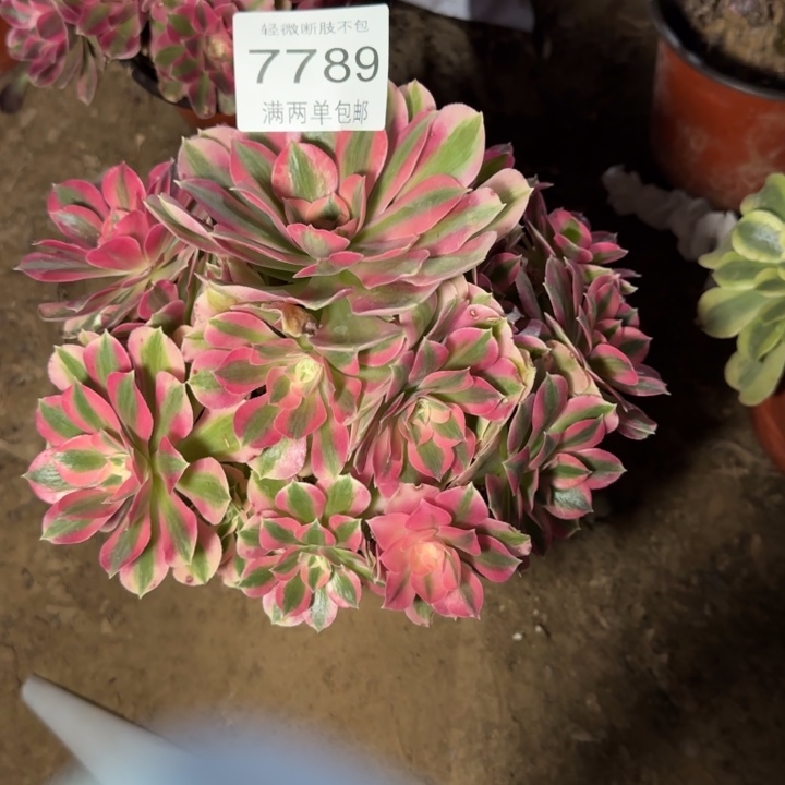 7789女巫多肉植物