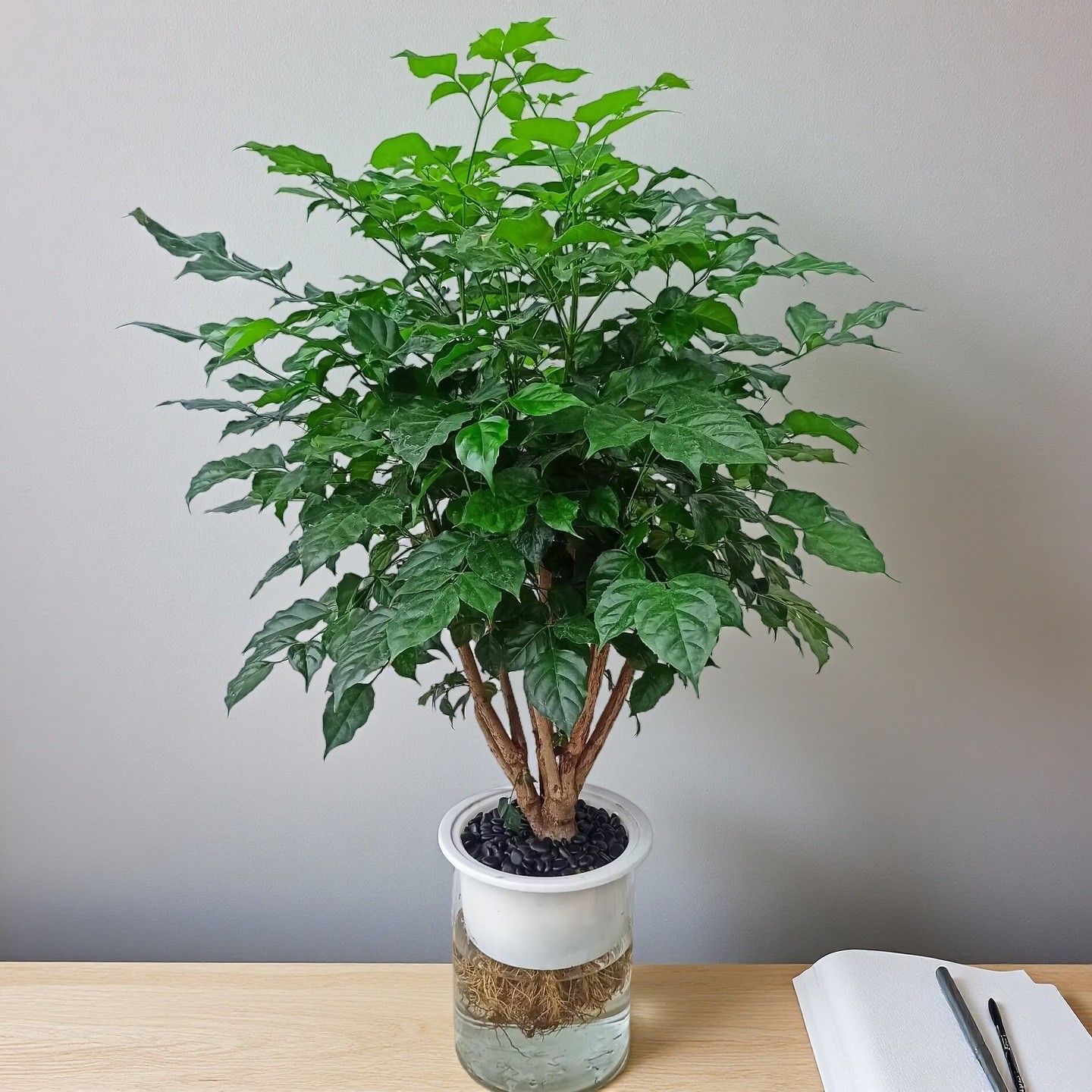 藕式水培幸福树水培植物花卉绿植盆办公室室内好养水培植物