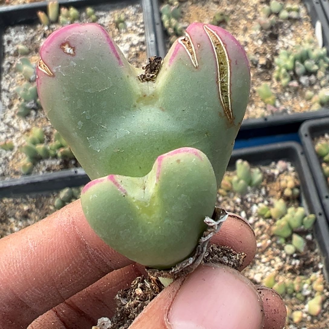 多肉植物1111111111111111