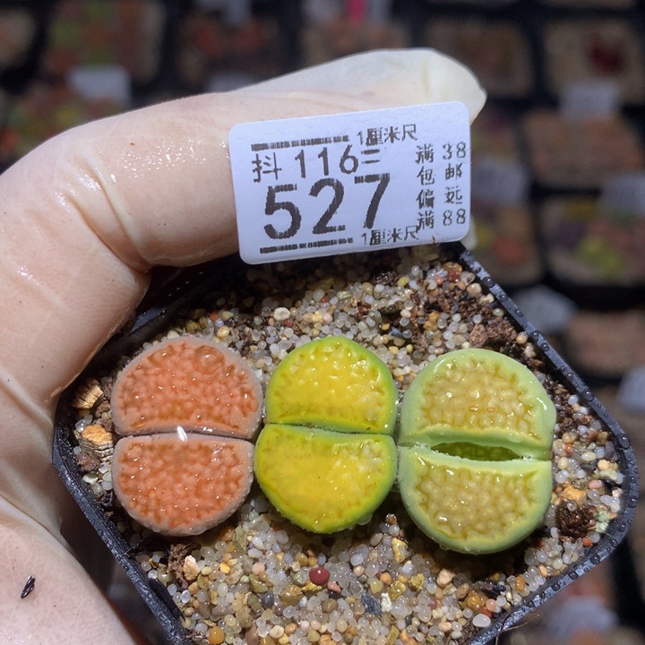 精品生石花116.527