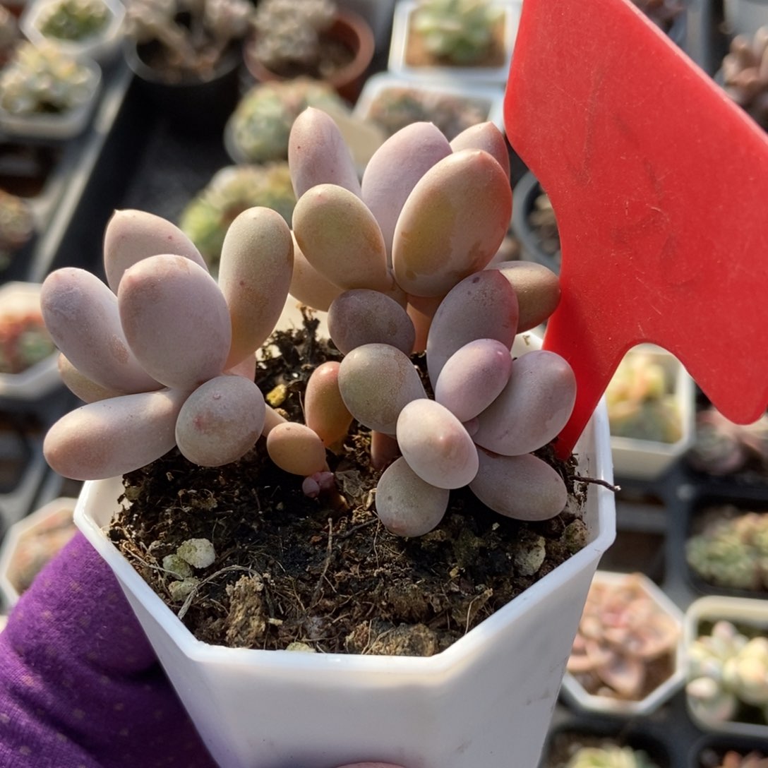 520彩虹奶多肉植物保护