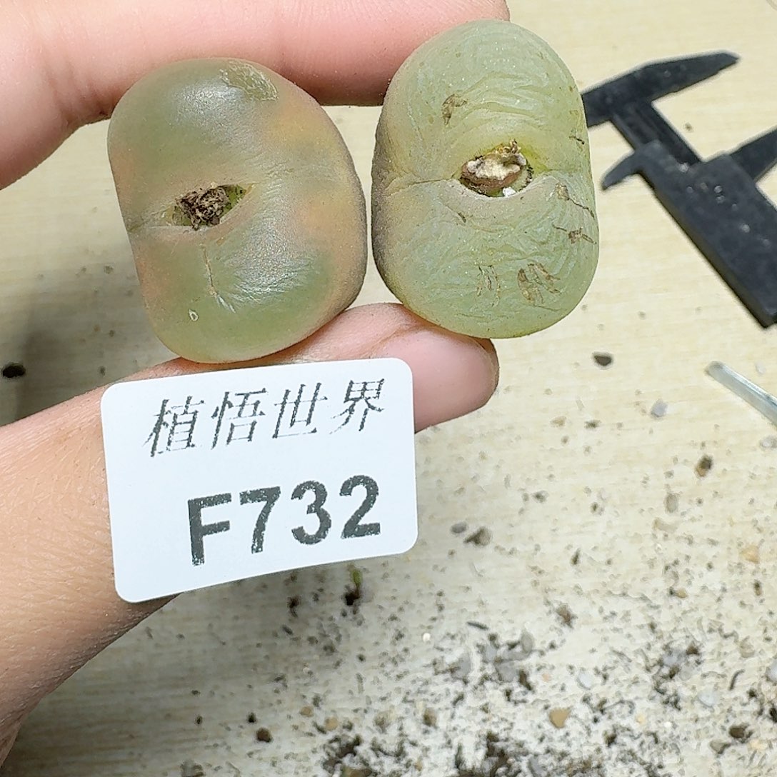 732号多肉植物哇vg