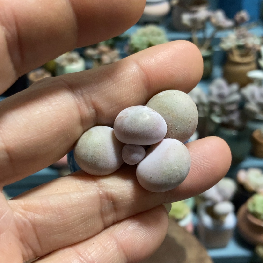 橙雪球奶酪15.8米5颗发货