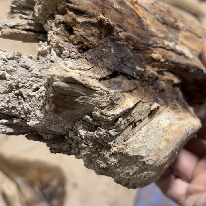 少***）有机玻璃太行崖柏