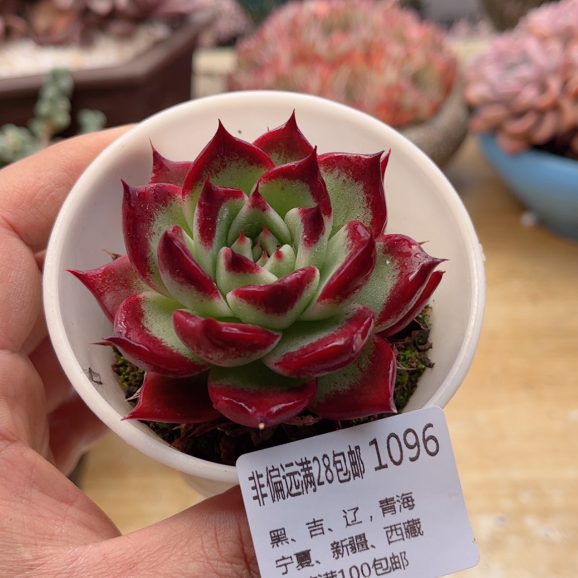 【闪购商品】1096摩天轮多肉