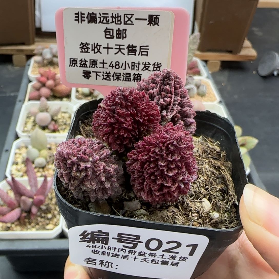 021朱紫玉多肉植物