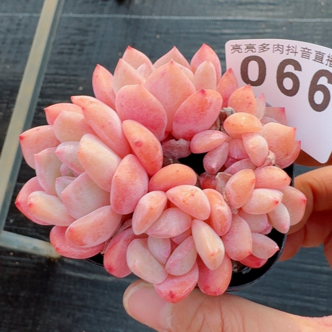 果奶群生         精品多肉