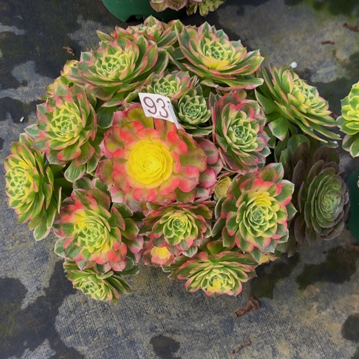 000000000937福利价