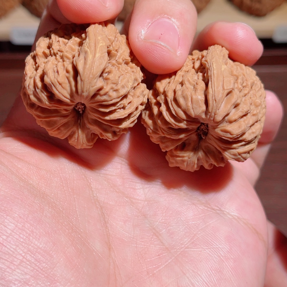 36全品涿鹿一代嫁接南疆