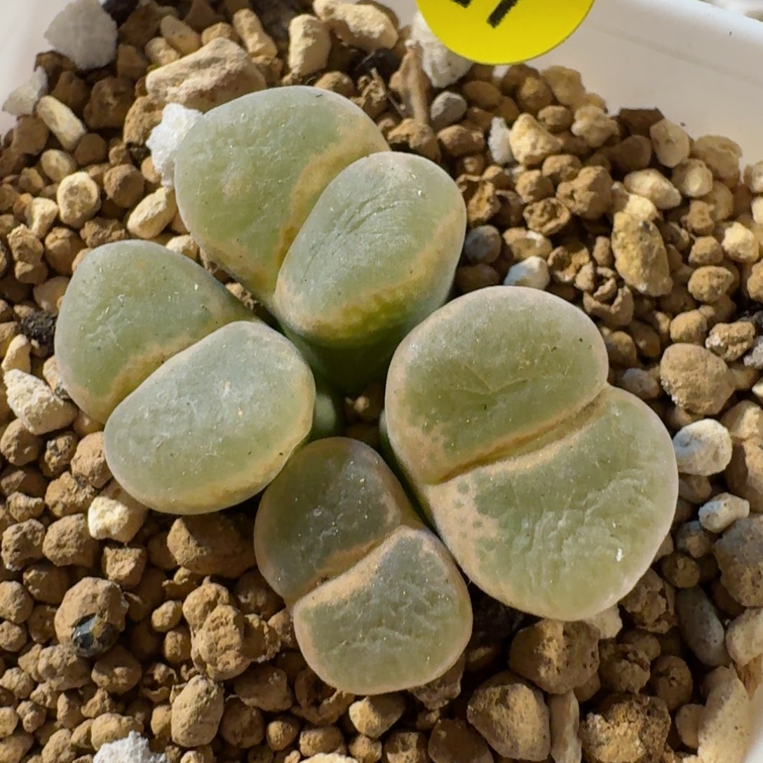 27........多肉.....