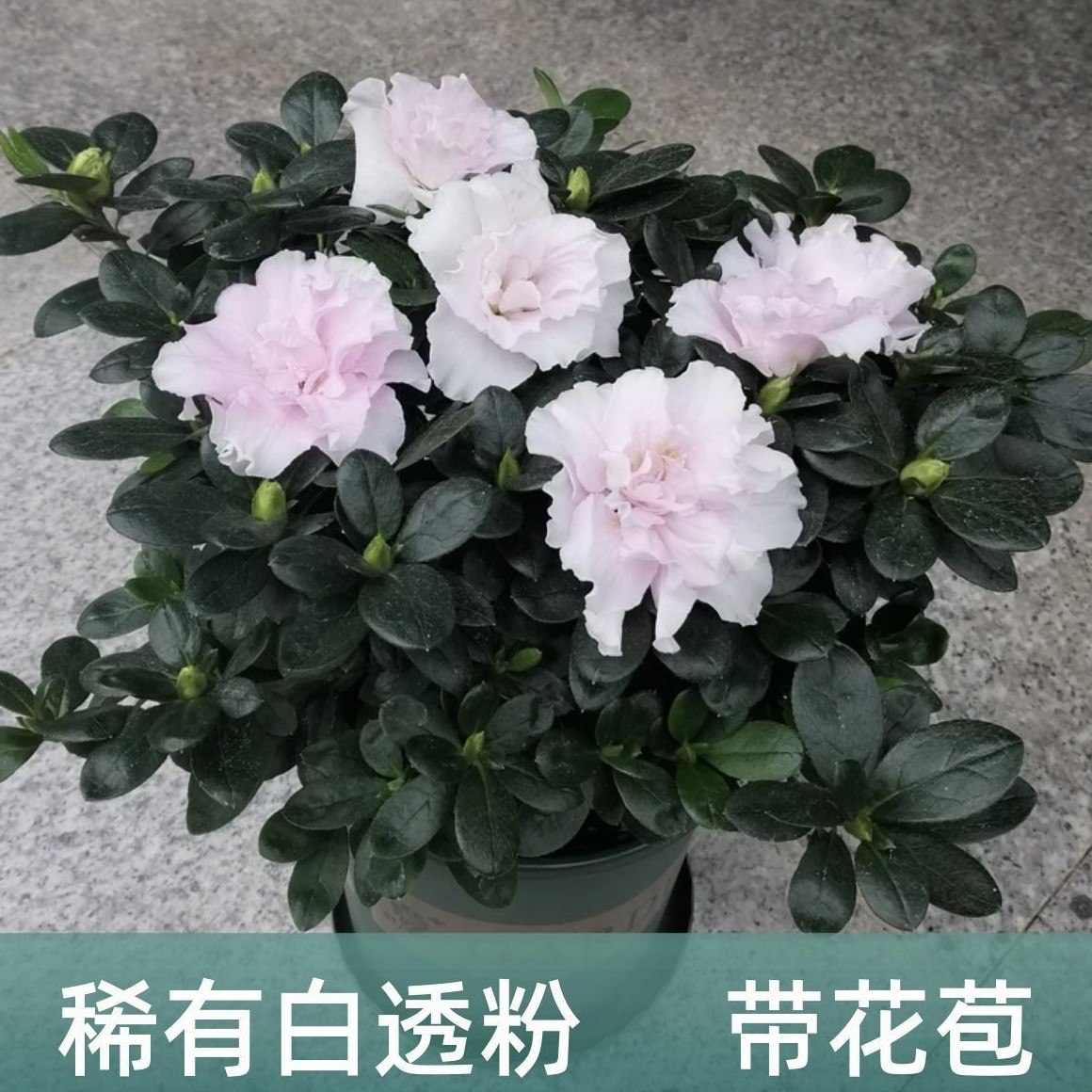 稀有(白透粉)比利时杜鹃花苗四季开花盆栽花卉植物室内客厅阳台