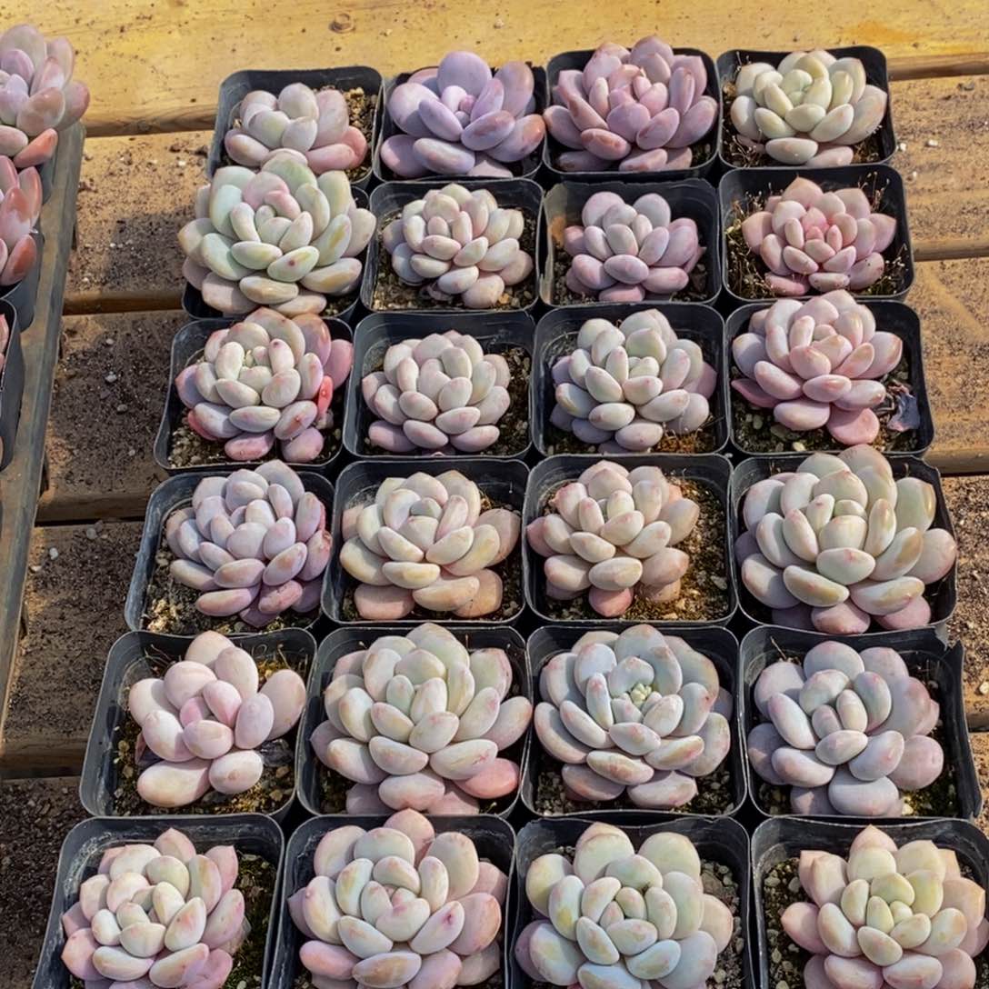 晨****?754多肉植物保护研究所所长助理