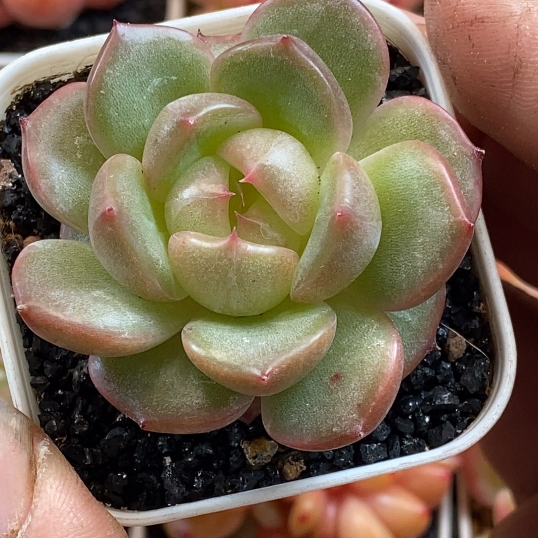 天官赐福百无禁忌