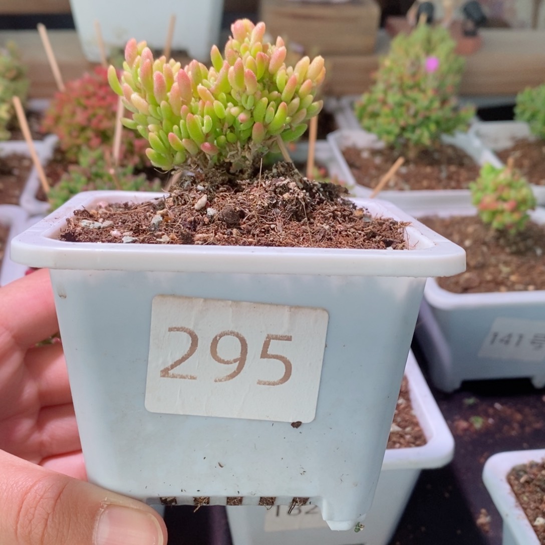 红宝石腹轮锦带盆土发货一物一拍