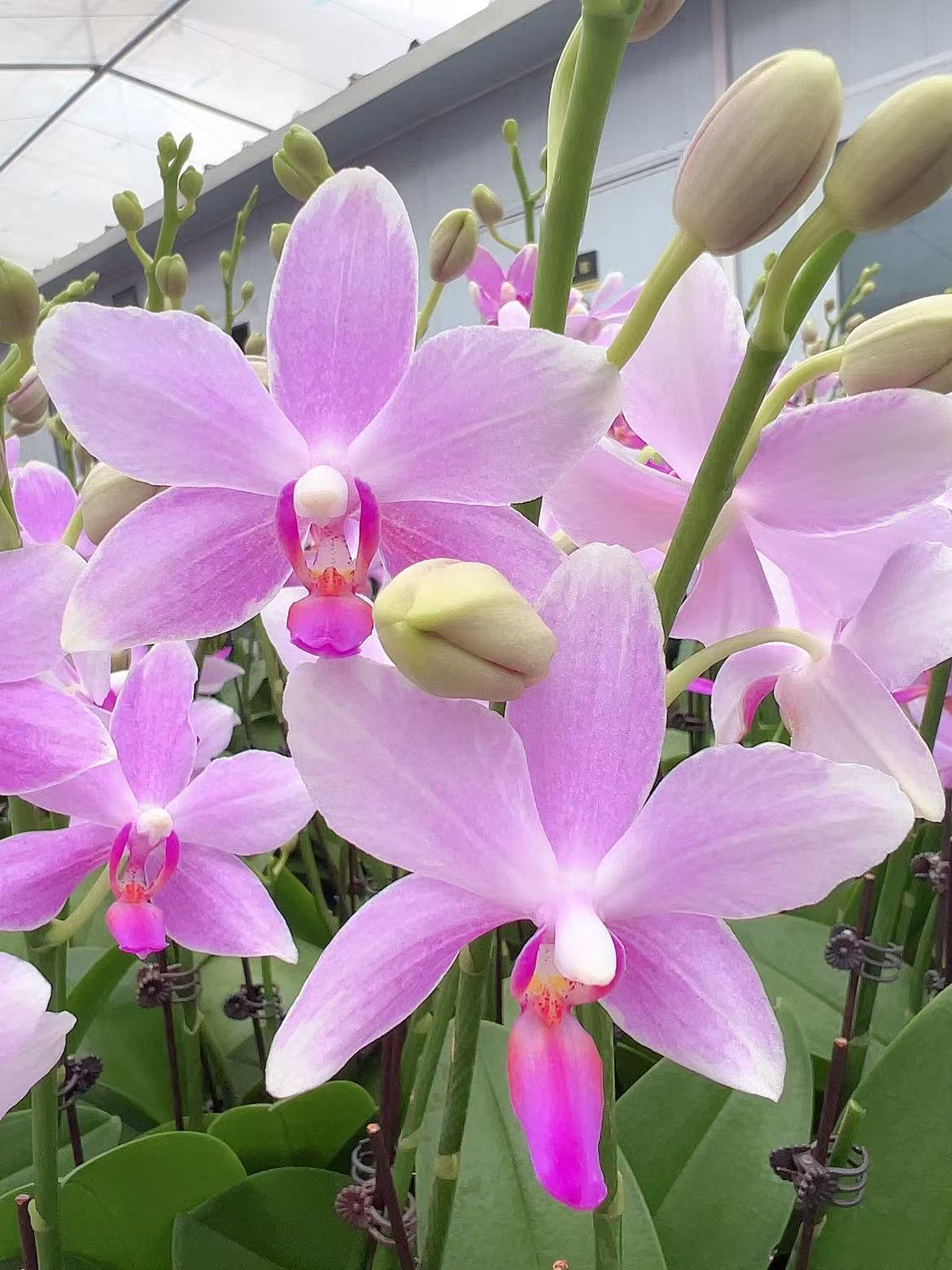 [紫水晶06]2.8寸淡紫色中花型厚花瓣蝴蝶兰带花发货