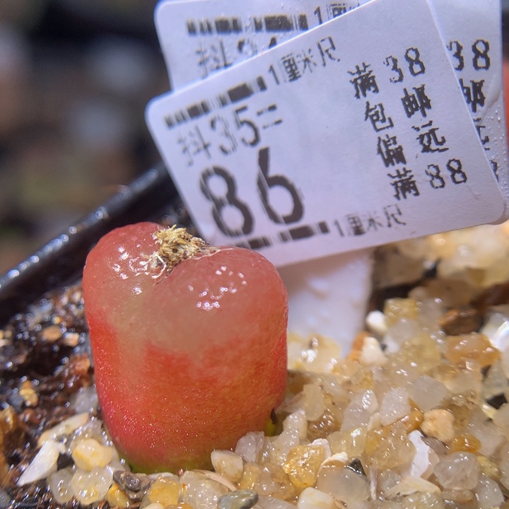 精品生石花35.86水蜜桃