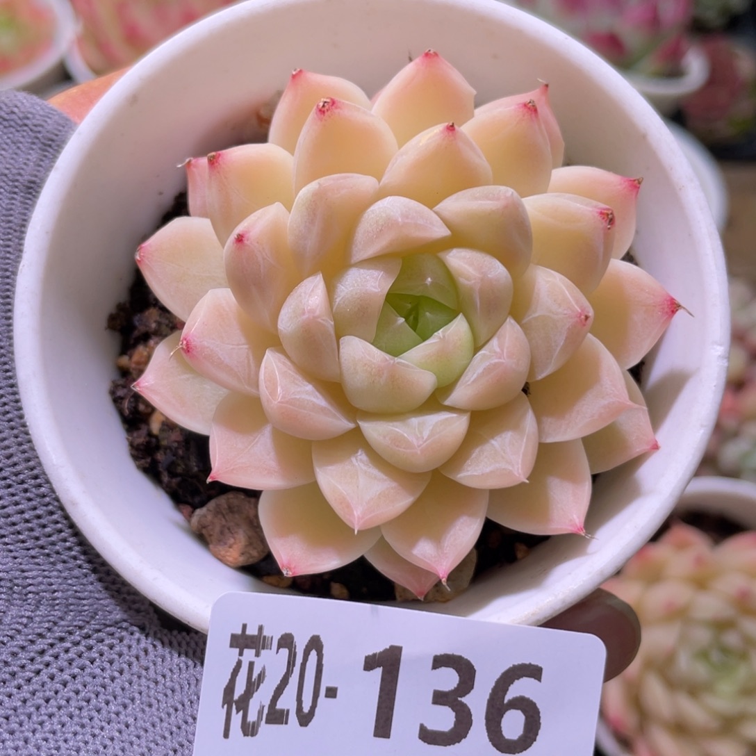 花利美20-136麦秆 