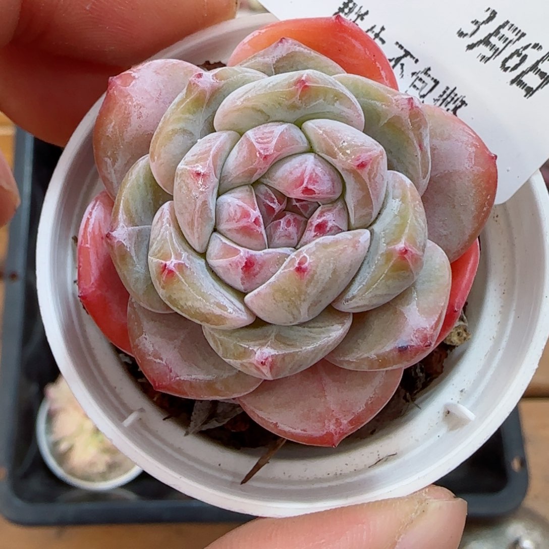 框拍框拍0306-98
