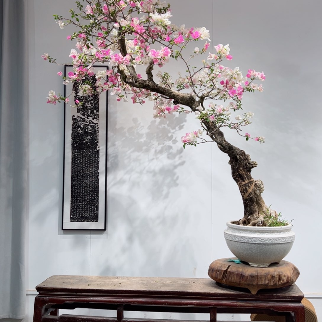 无花朵迷*人三角梅三角梅三角梅