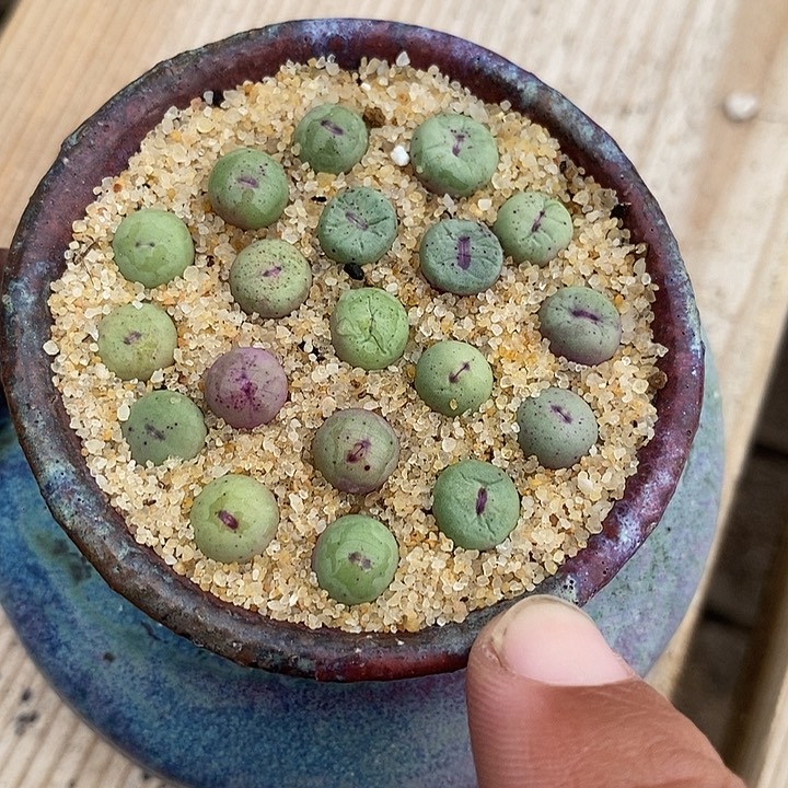 23512小红嘴一盆     