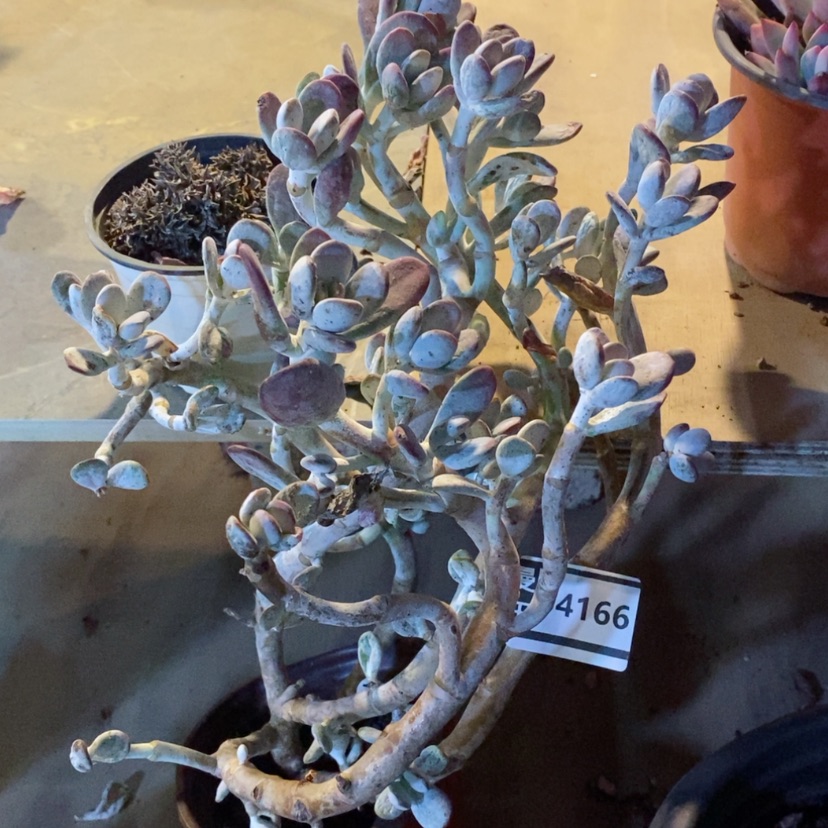 【闪购商品】要****?乒乓福娘04166