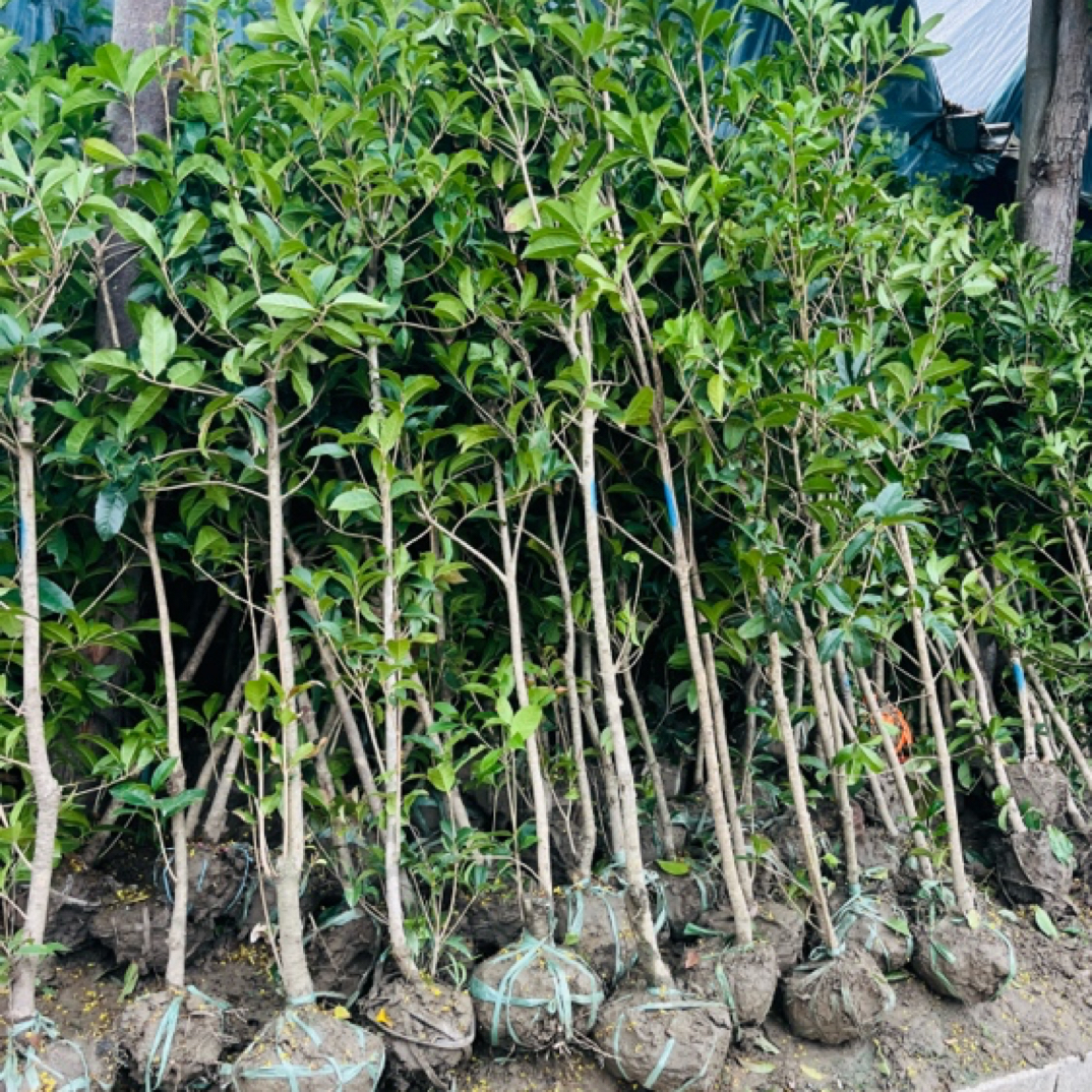 桂花金桂庭院植物
