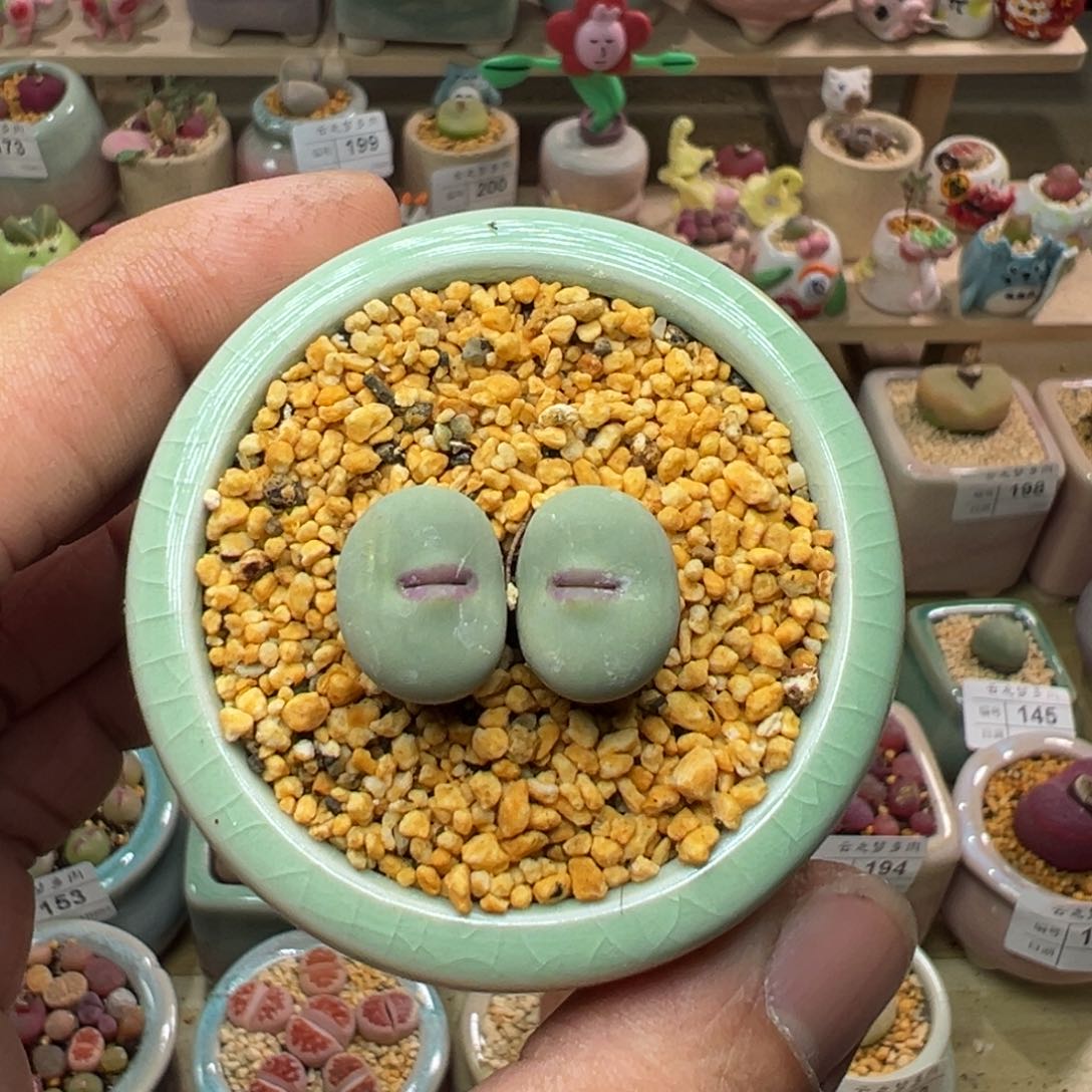 多肉植物实付9.9包邮207小红嘴