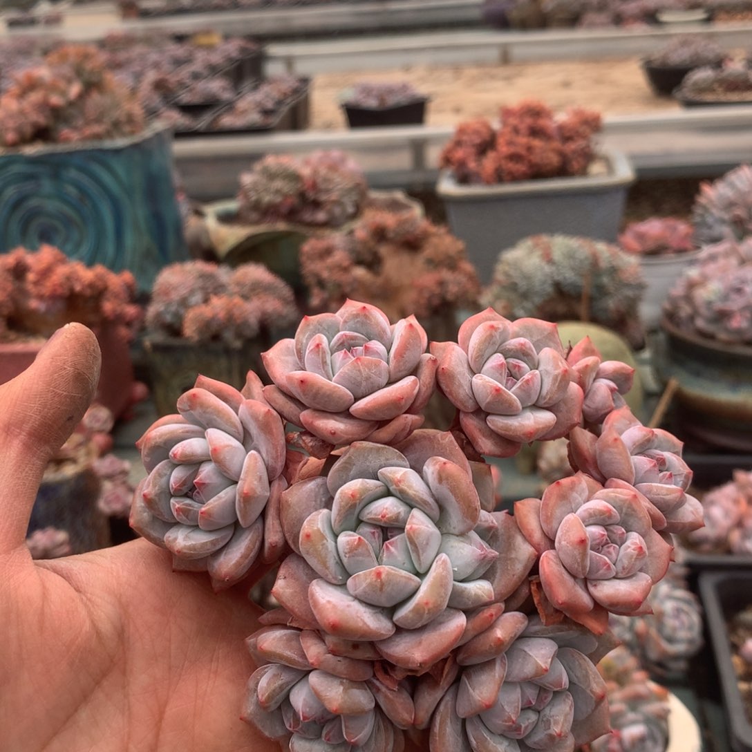 无花朵甜的哈哈哈哈哈哈哈哈