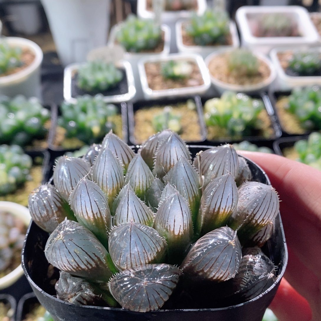 紫皮实生玉露母本玉露多肉