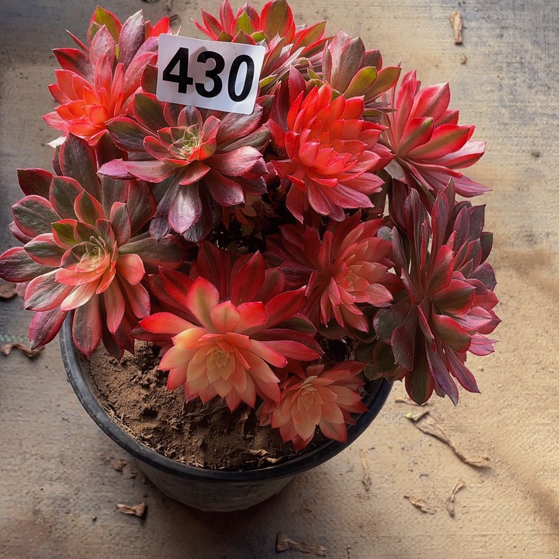 多肉法师430号黑膜锦发货不包损