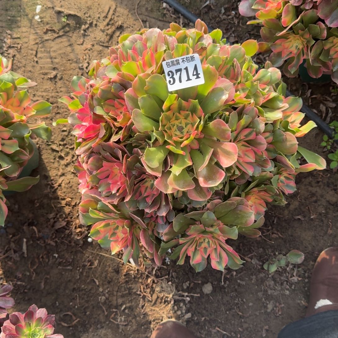 法师香妃18-9 3714