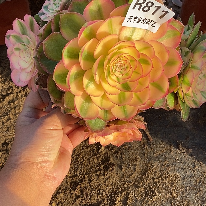 多肉植物荔枝811多肉
