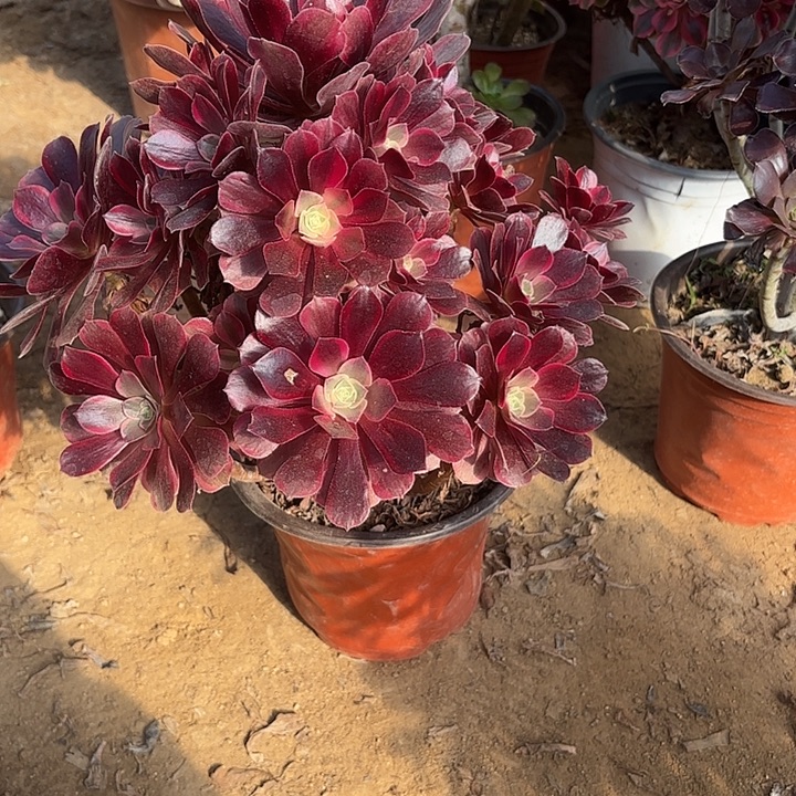 多肉植物法师凤冠17