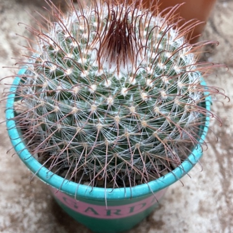 绯秀玉仙人球8米仙人球