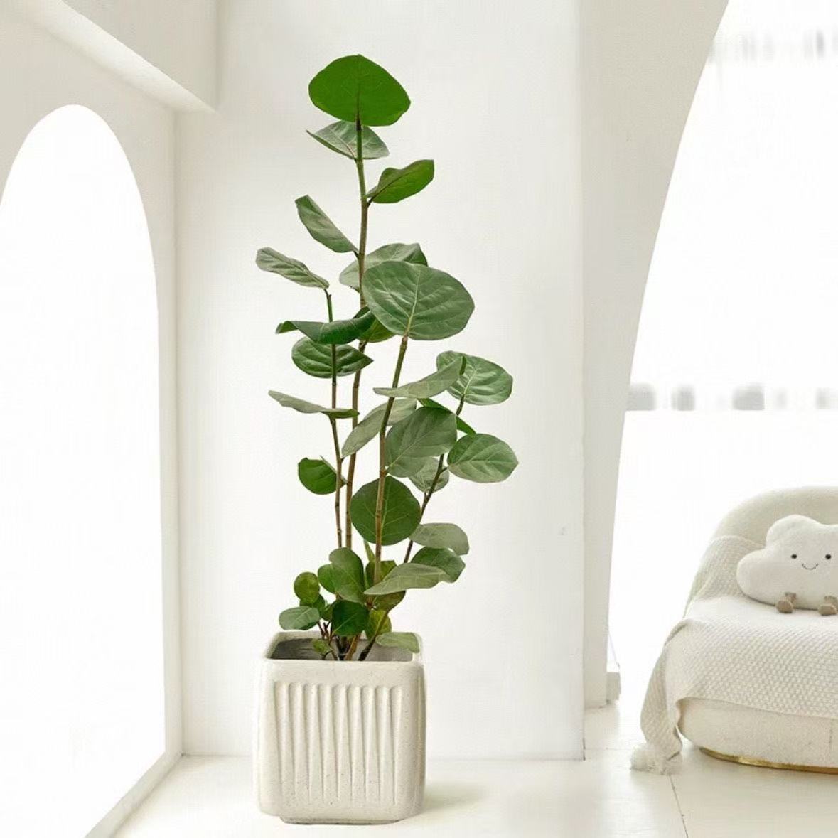 【海葡萄绿植】网红室内大型落地盆栽好养易活净化空气