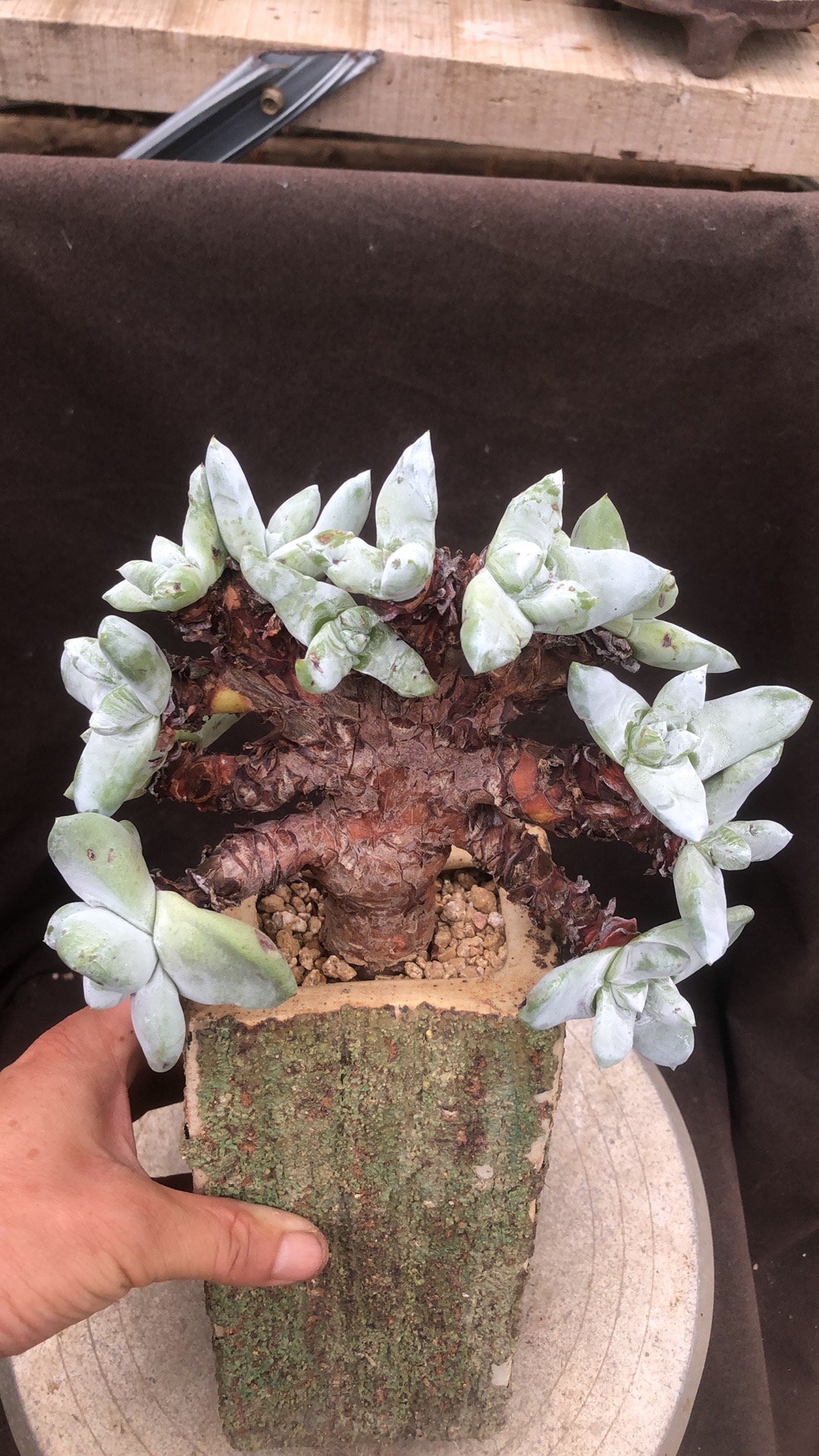 多肉植物丸叶拇指小树桩朵朵缀