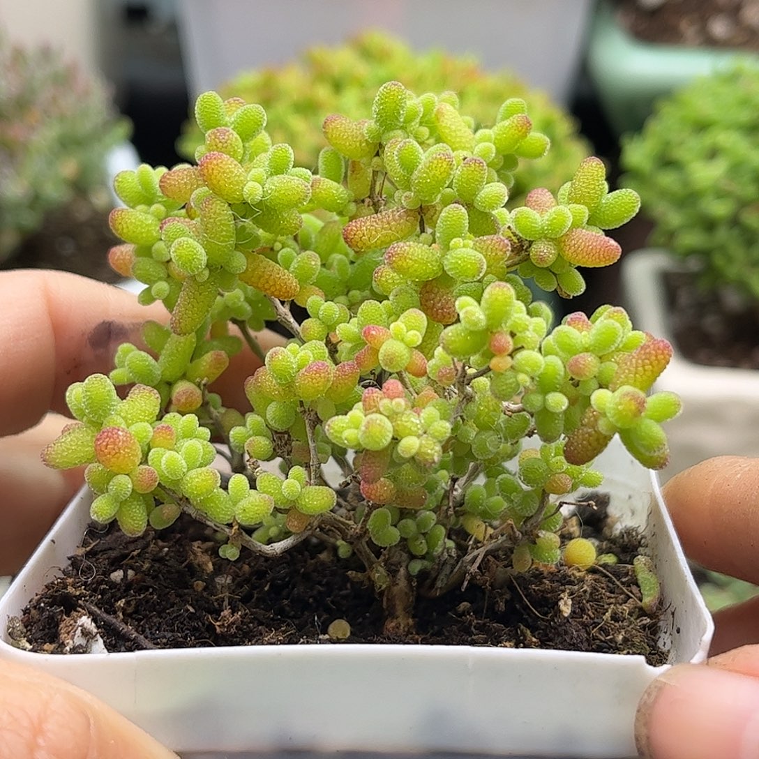 56蜜桔糖球优选枝干番杏