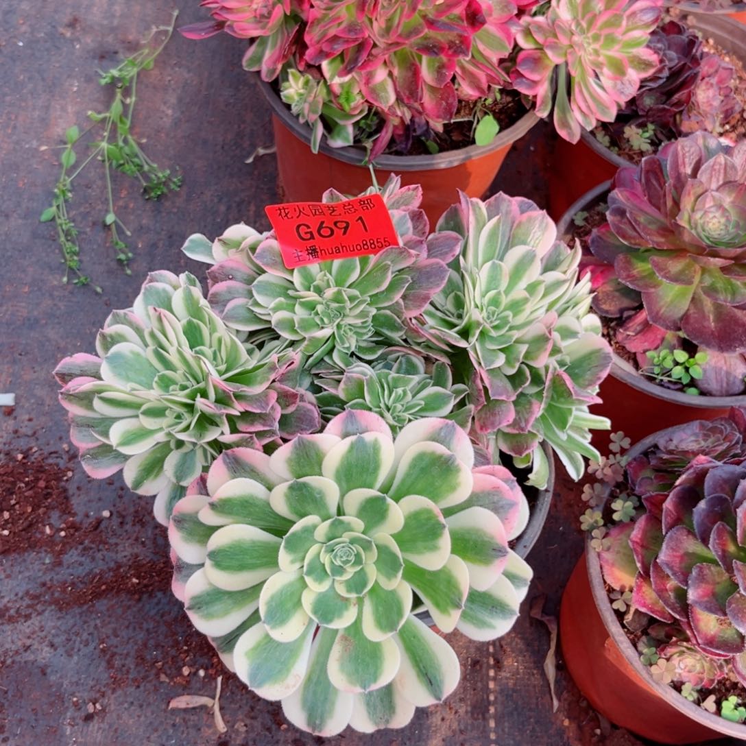 绿豆沙缀691多肉植物