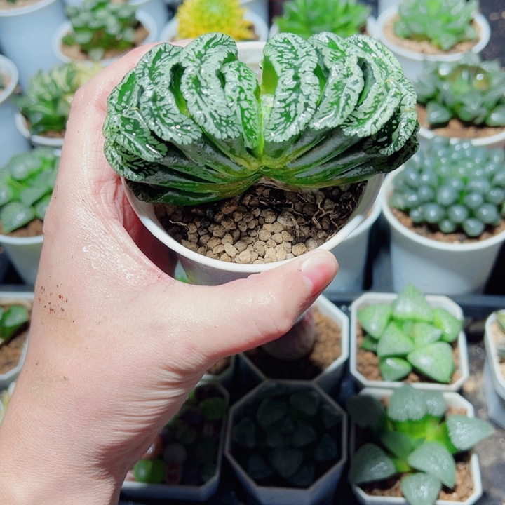 母本玄武玉扇多肉