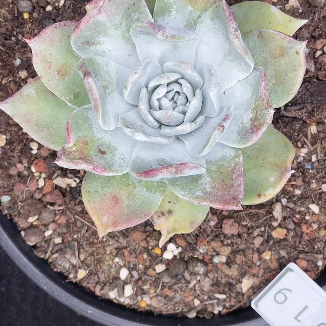 玛***壁花朵牡丹杂苹果叶001