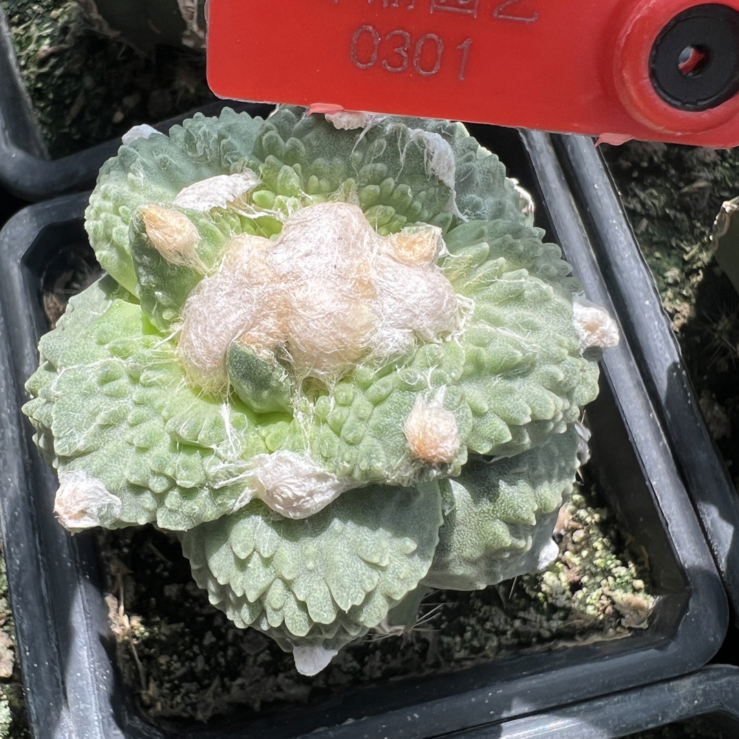0301号草球苗接怒涛牡丹，辛顿牡丹，黑牡丹，各种牡丹锦，一物一拍