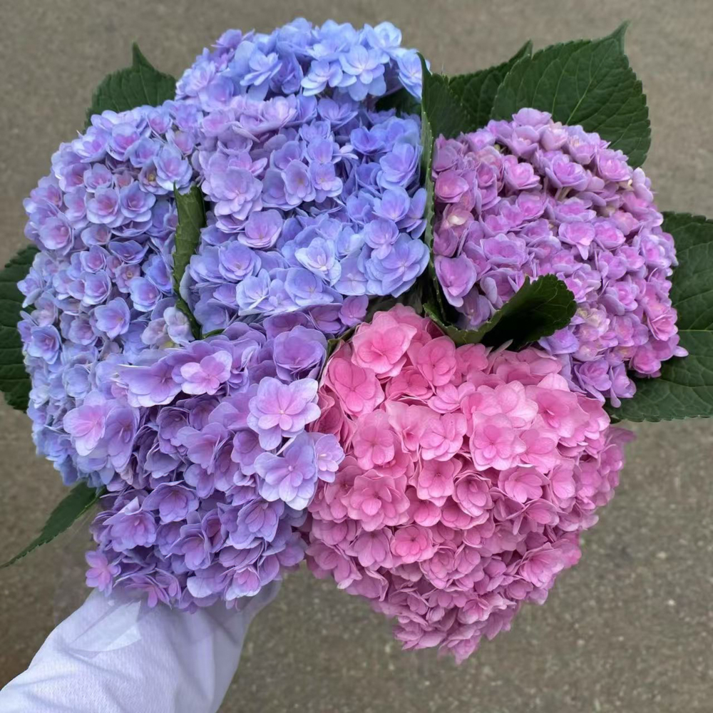 [七彩绣球]夏日浪漫云南基地直采直发鲜切花唯美童话莫奈姹紫嫣红