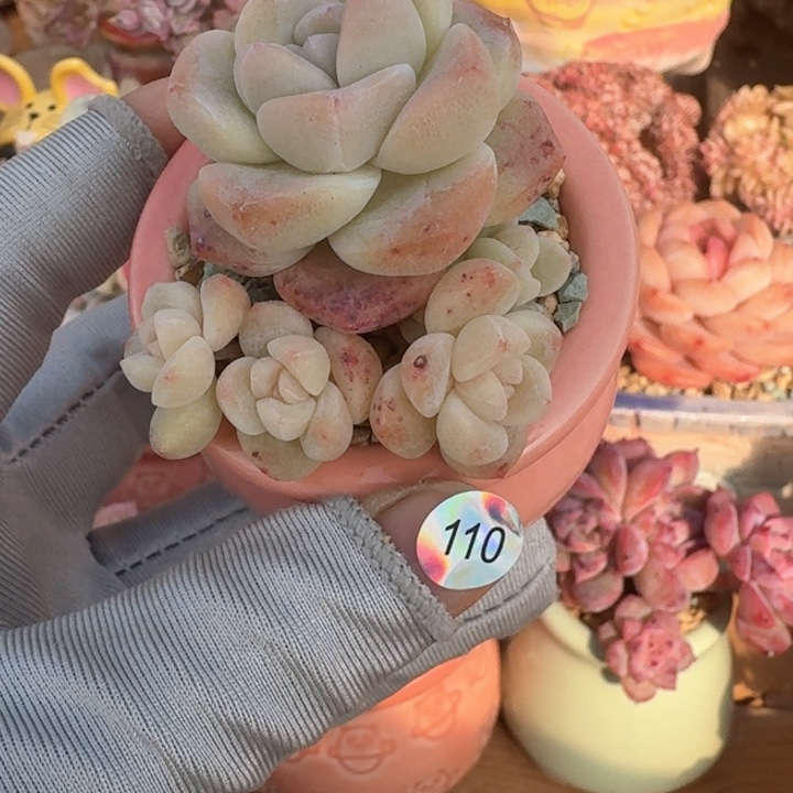 110 多肉含盆土 30元包邮 除偏远