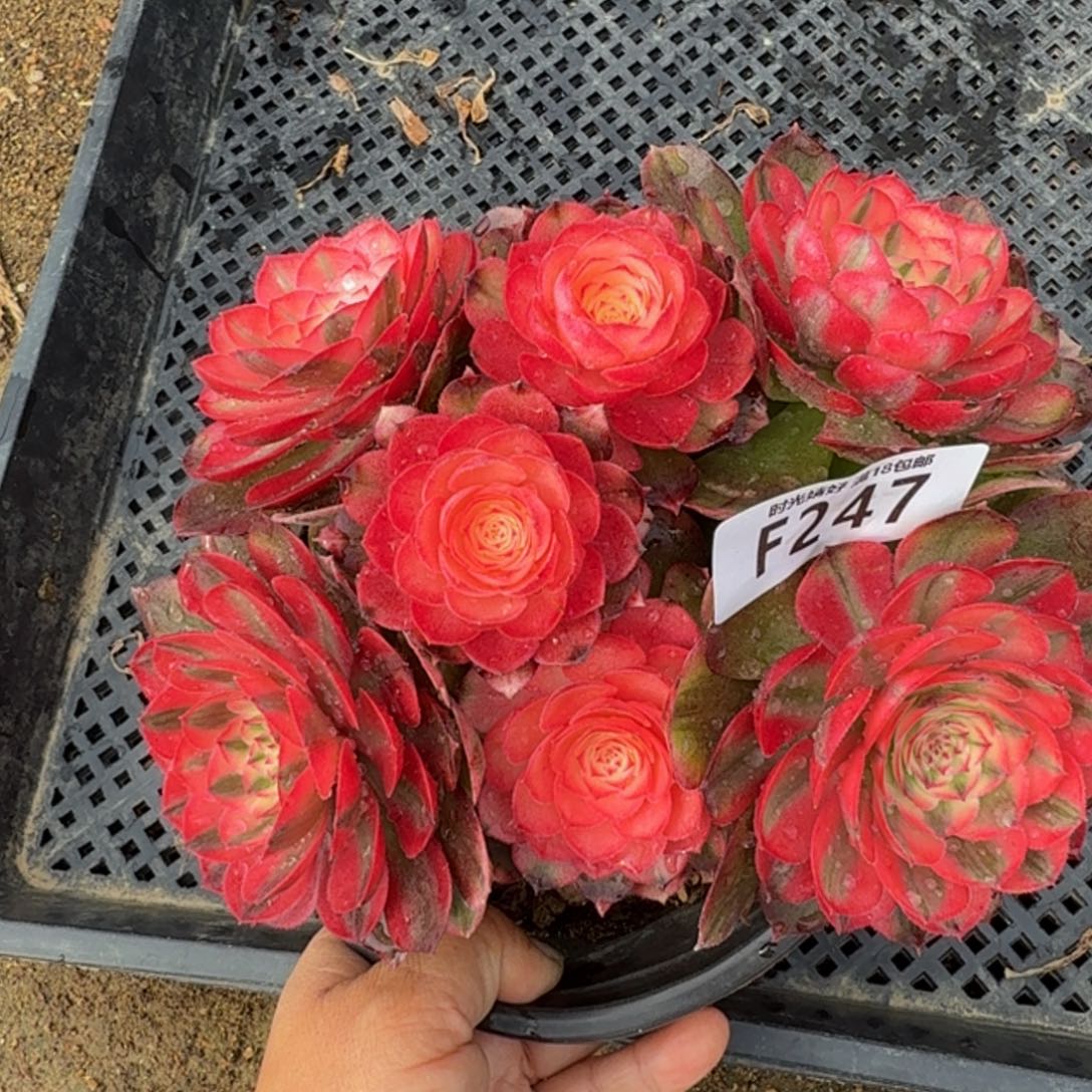 247荔枝。多肉植物