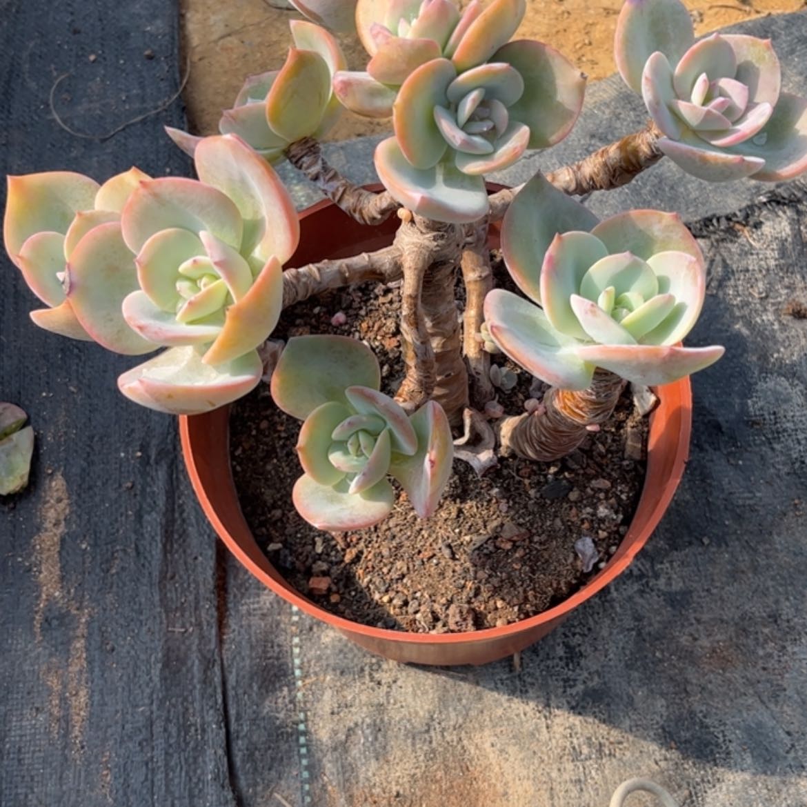 【闪购商品】无花朵财*