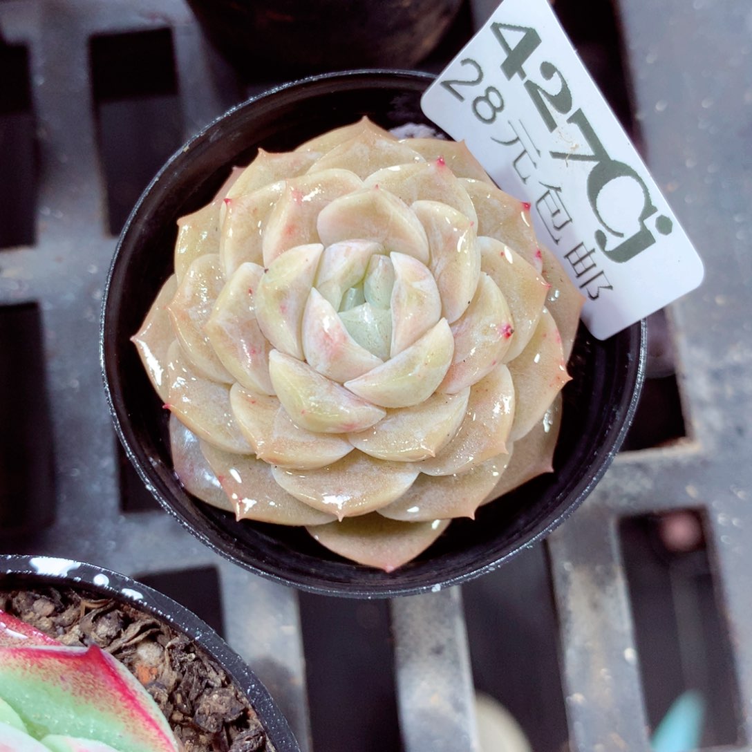 5厘米盆精控多肉427