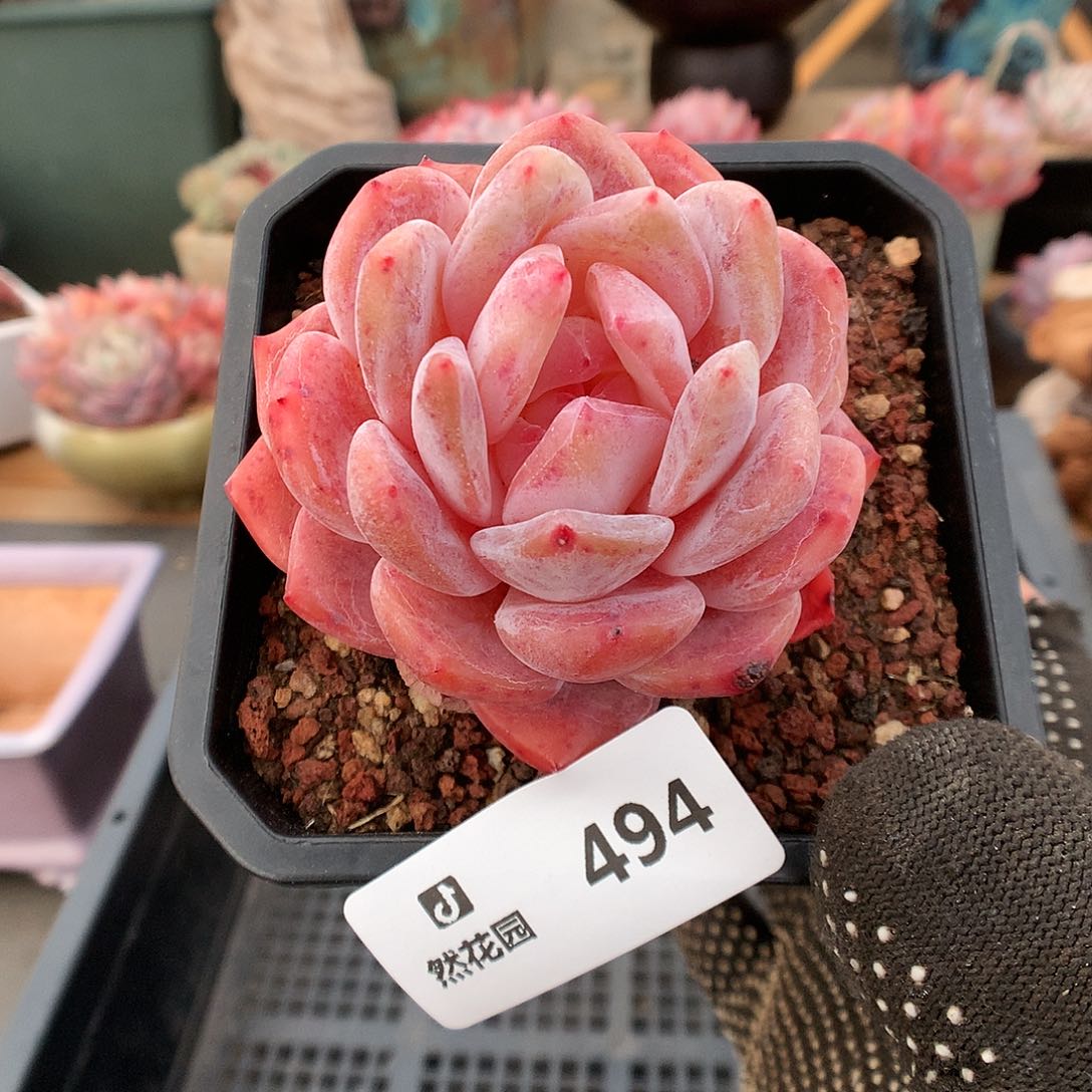 494雪天使多肉植物666666